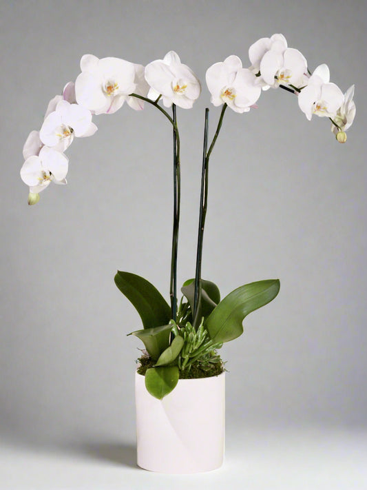 Orchid Plant