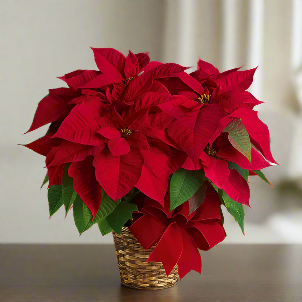 Poinsettia